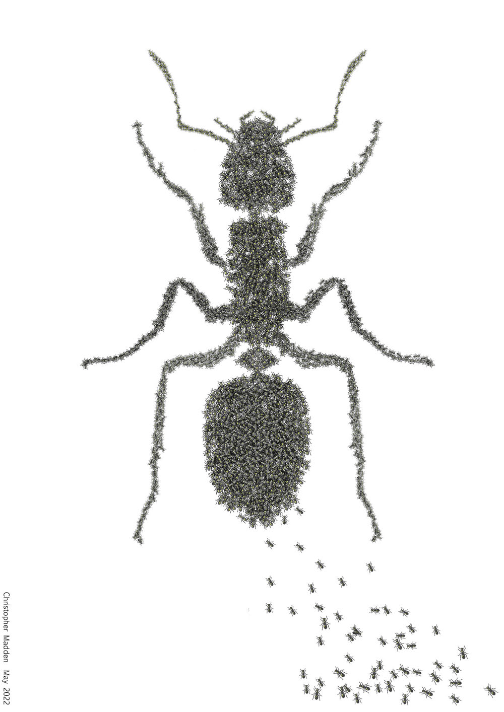 Superorganism of ants Hive mind of ant superorganism