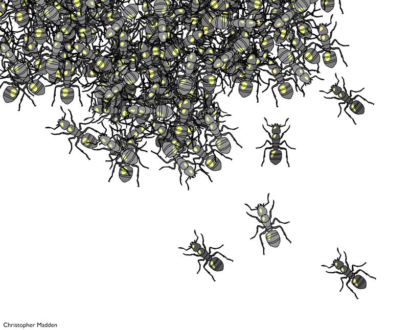 contemporary art insects ant superorganism