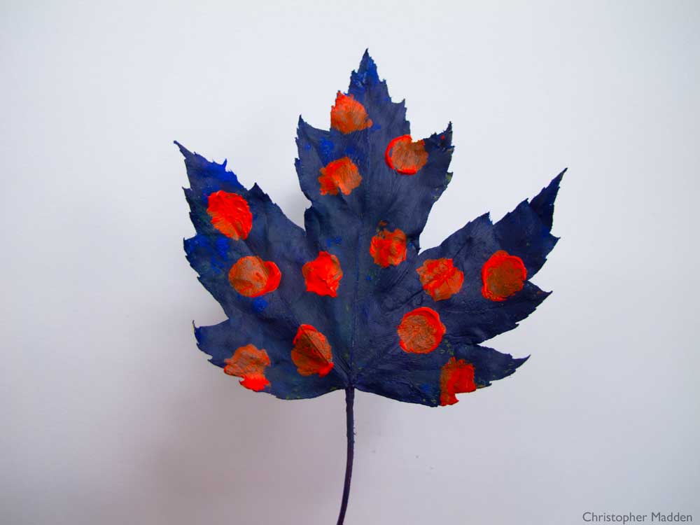 A maple leaf painted blue with red polka dots Contemporary art in the environment- a painted leaf