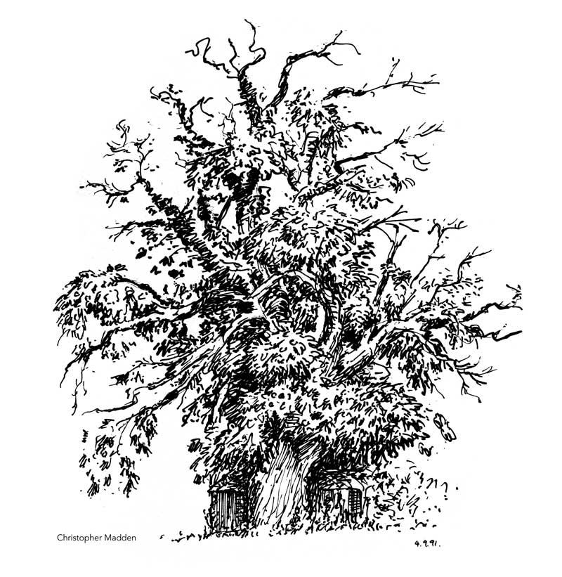 dip pen and ink sketch sweet chestnut tree
