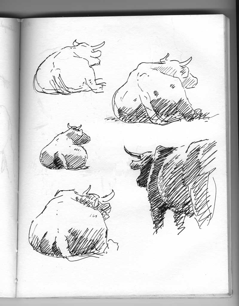 pen and ink sketch cows