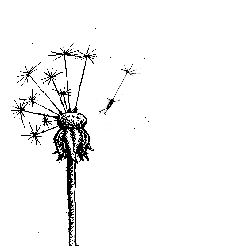 contemporary art drawing - anthropomorphism in dandelion seed