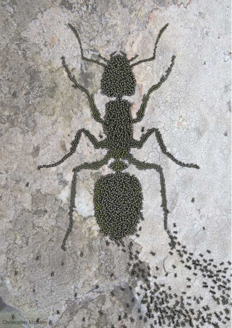 Modern art print insects ants